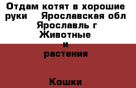 Отдам котят в хорошие руки  - Ярославская обл., Ярославль г. Животные и растения » Кошки   . Ярославская обл.,Ярославль г.